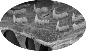 Cellules cilie es